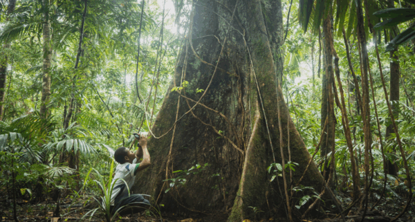 Hope amid destruction: Rainforest conservation