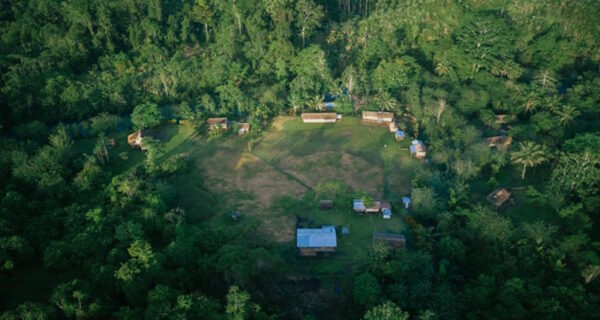 Cool Earth: News from the jungle