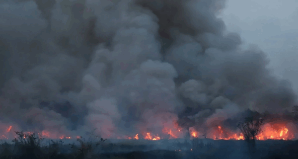 Combating forest fires with technology